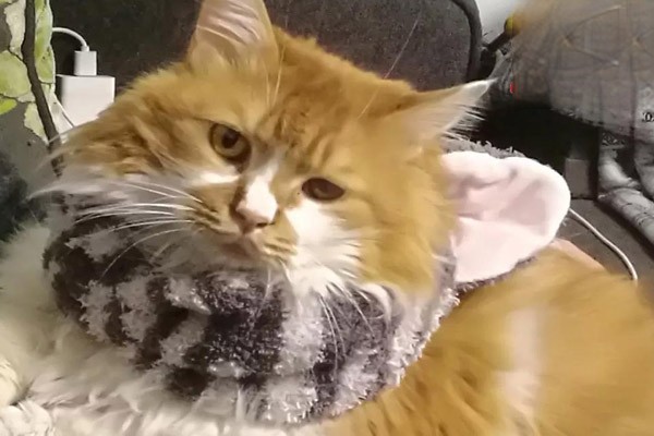养猫会感染弓形虫吗