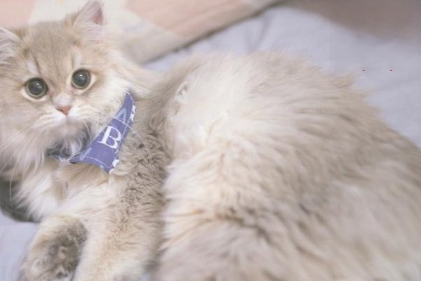 猫咪不能吃的食物