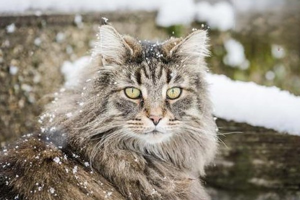 猫感冒的症状