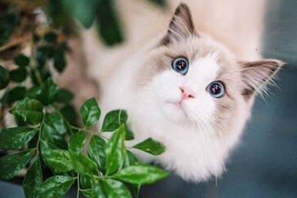 猫咪能喝自来水吗
