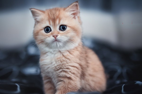 新手养猫