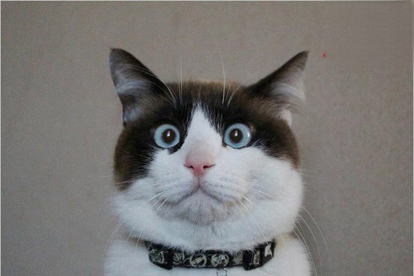 猫咪打疫苗