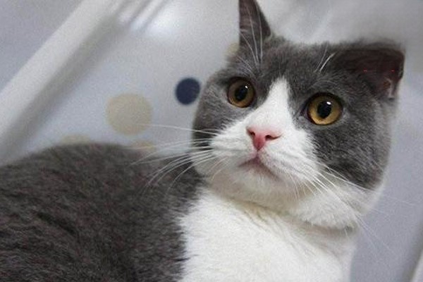 猫砂盆的选择