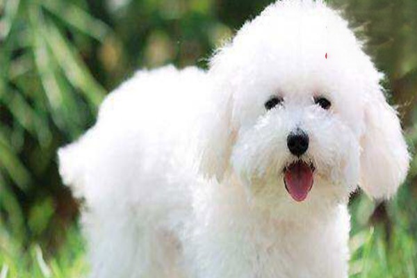 饲养老年犬的注意事项