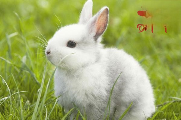 要想增加母兔的产奶量，应该给兔子喂食哪些多汁饲料？