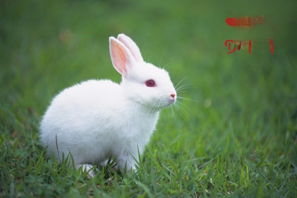 兔子眼睛流白色黏液