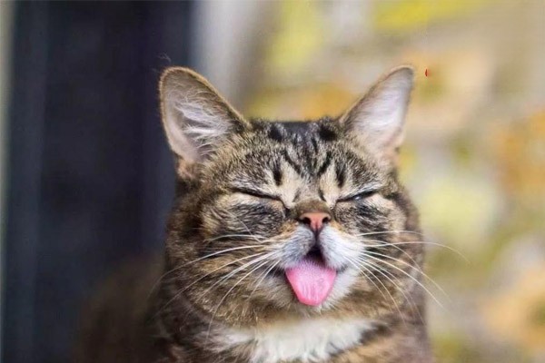 猫咪经常吐舌头