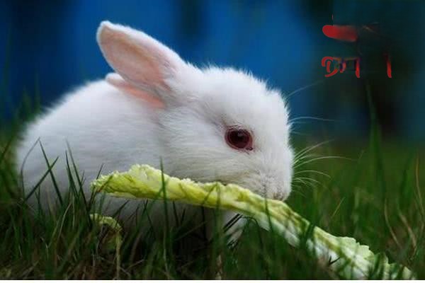 科学安排兔子配种繁殖