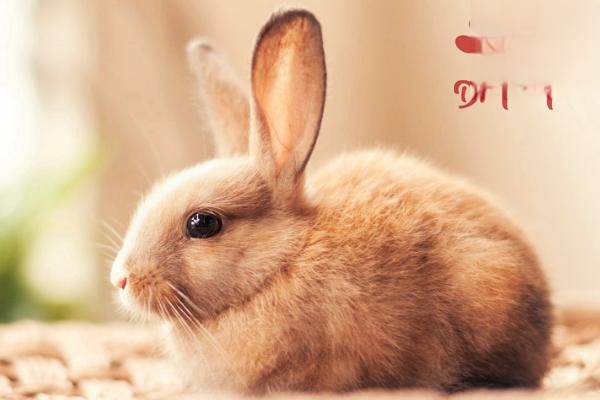 母兔缺乳的病因及防治方法