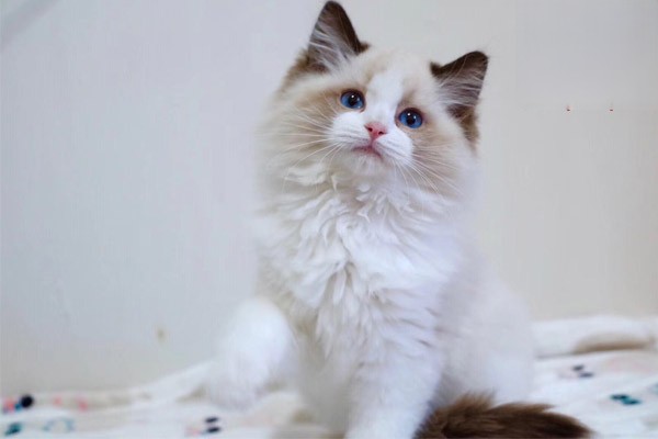 哪些情况需要给猫咪剃毛？