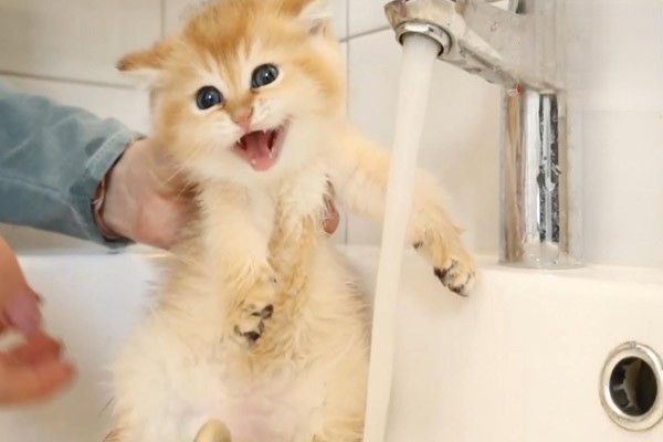 猫多大可以洗澡