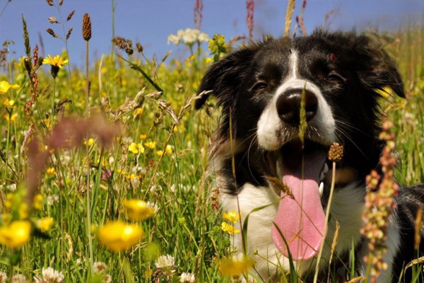 狗狗为什么喜欢吃草