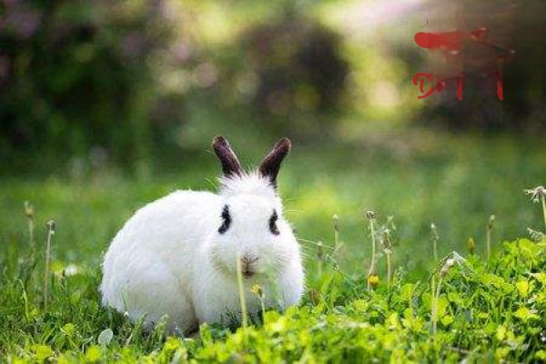 防止兔子在生育期间发生意外
