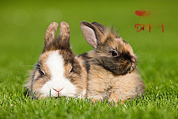 兔子粪便异常的几种状况
