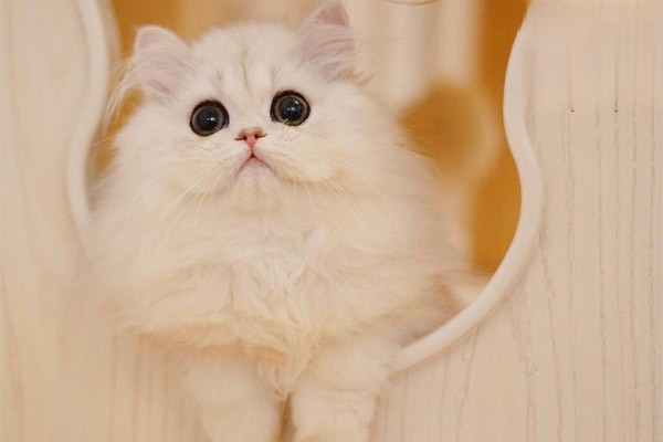 猫咪驱虫