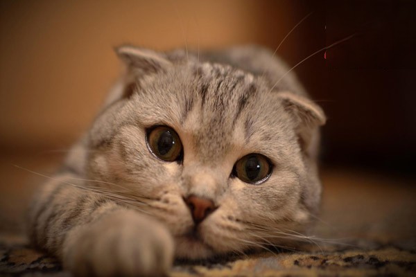 猫咪的泪痕怎么去掉？