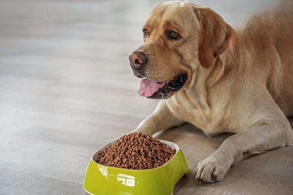 狗狗吃饭速度太快有什么危害？