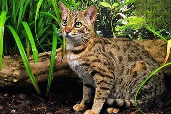 猫感冒