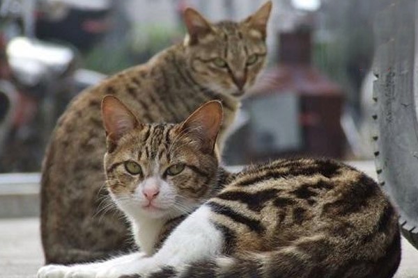 两只猫多久能熟悉