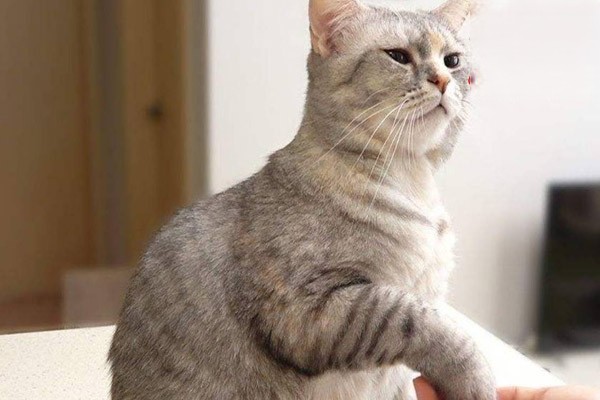 如何判断猫咪身上是否有跳蚤？