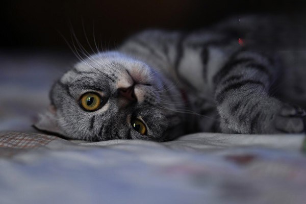 换牙期猫咪的饮食应该怎么调整？