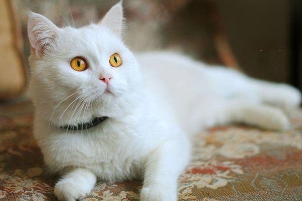 猫咪突然在床上撒尿是什么原因？