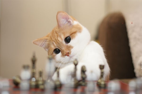 猫咪干呕