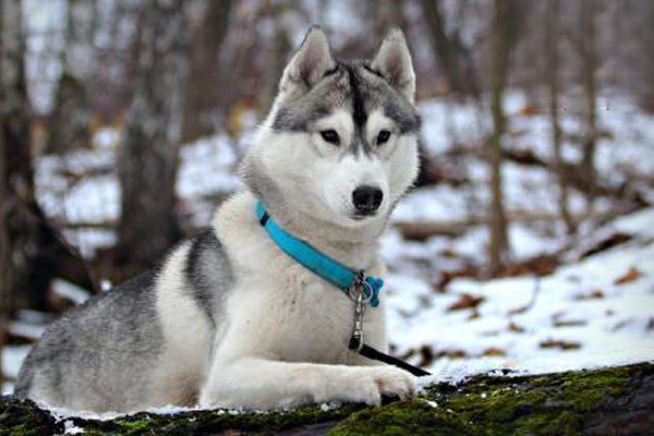 边牧犬不适合做警犬的原因