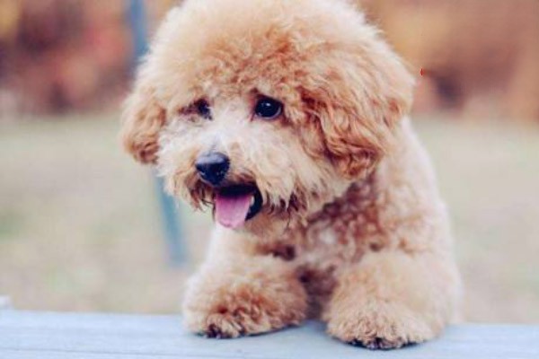拉布拉多犬的鼻子变红了，这是怎么回事？