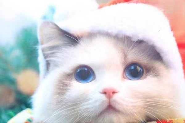 猫咪打喷嚏