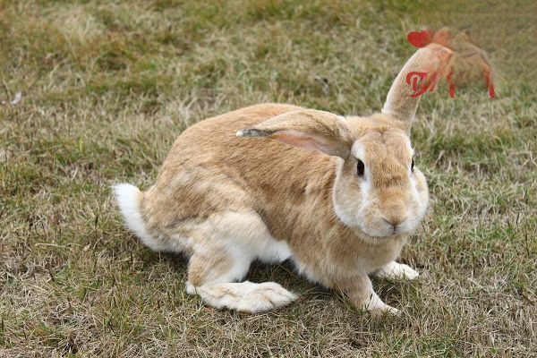 兔子假死症状