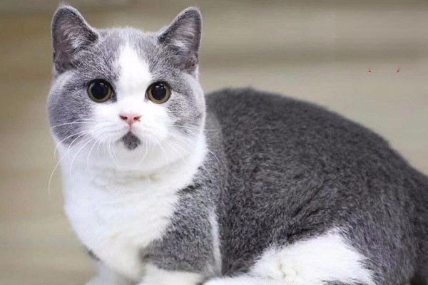 猫咪乱拉乱尿怎么办