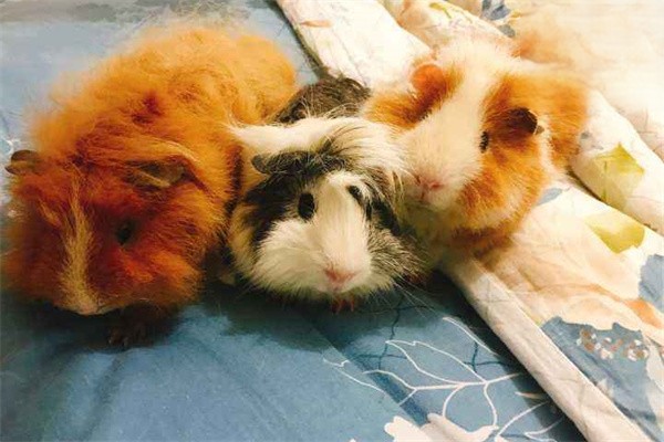 荷兰猪常见的肠胃疾病都有哪些？应该怎么治疗？