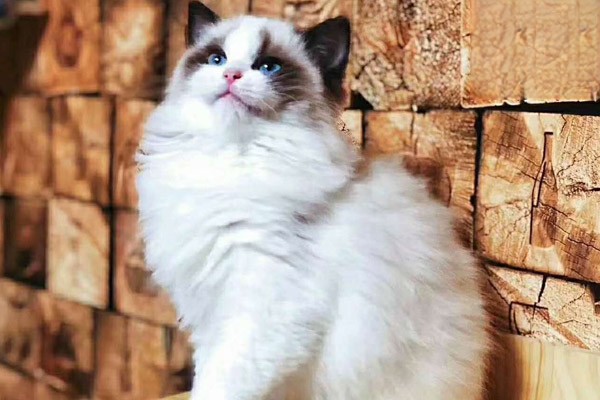 猫咪挠耳朵的处理方法
