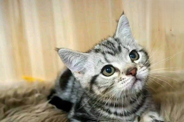 怎么知道猫身上有没有弓形虫？