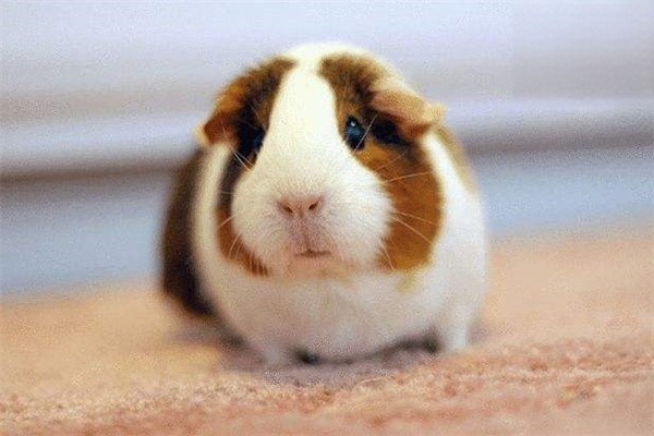 荷兰猪感冒、支气管炎、肺炎等疾病分别应该如何治疗？