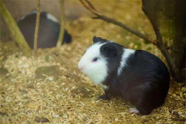 怎么判断荷兰猪有没有尿路感染疾病？