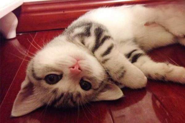 猫咪不吃东西是什么原因？应该怎么办？