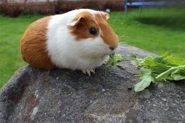 饲养荷兰猪前必知