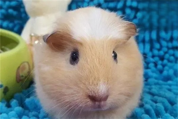 荷兰猪的饲养方式