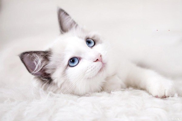 猫咪一直咽口水