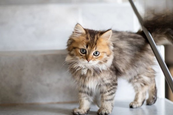 猫咪口臭
