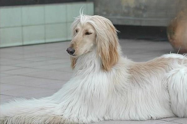 狗狗毛发
