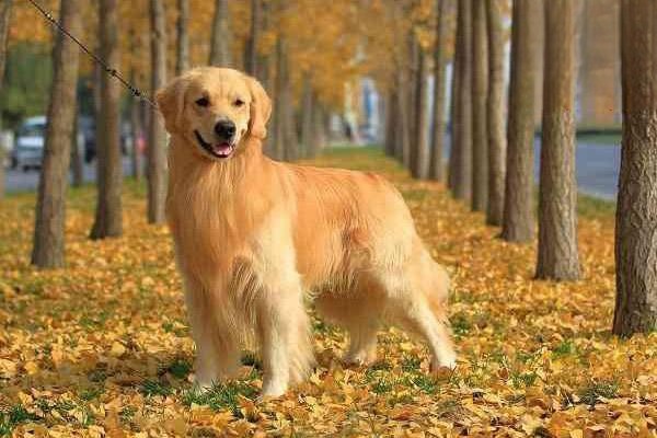 哪些狗狗品种适合作为看门犬？