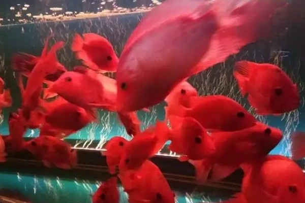 鹦鹉鱼头朝下的原因