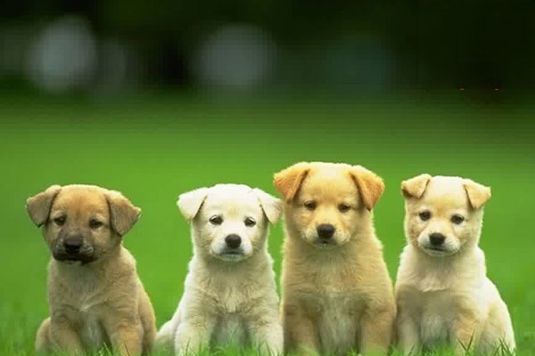 狗狗常见的4种繁殖方式