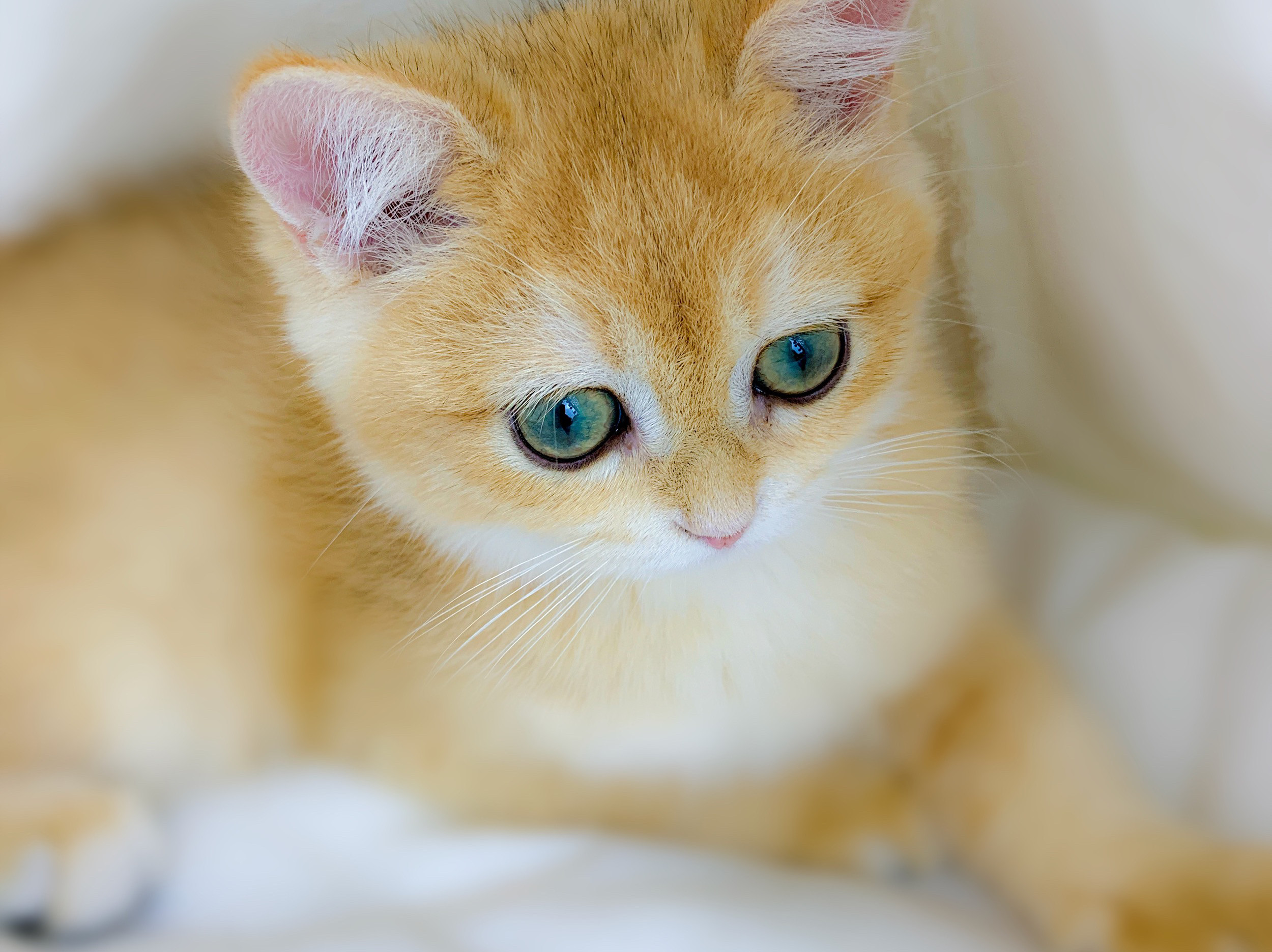 猫咪的瞳孔颜色