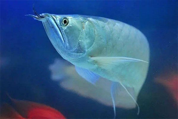 银龙鱼掉鳞了怎么治疗
