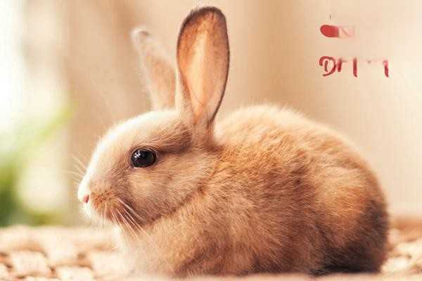 兔子眼睛有白色分泌物怎么办？