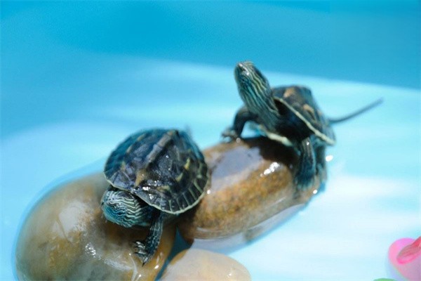 如何护理患有肺炎的水龟？